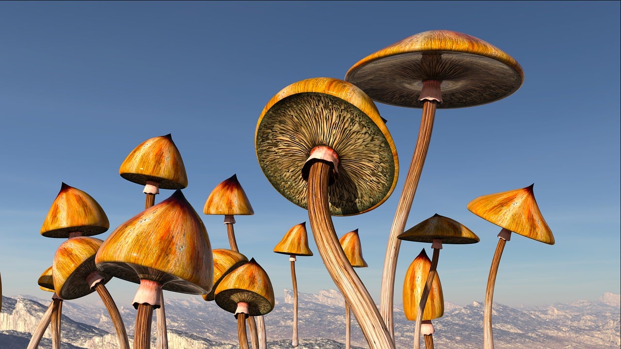 Champignon hallucinogène — Wikipédia