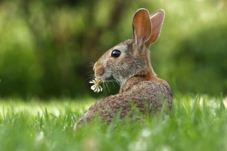 Watership Down