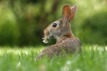 Watership Down