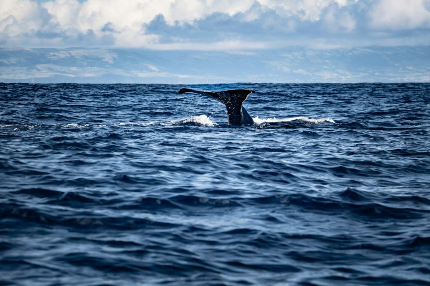 Whalefall